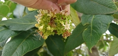 Viburnaceae