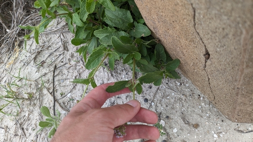 Image of Conoclinium betonicifolium by (c) Joseph Aubert, some rights reserved (CC BY)