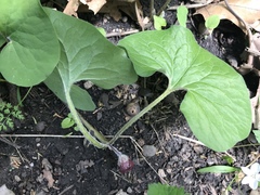 Asarum canadense reflexum