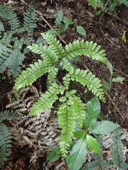 Adiantum fulvum