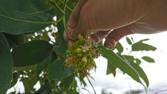 Viburnaceae