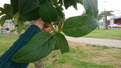 Viburnaceae