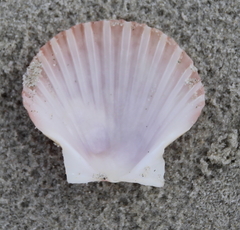 Pecten novaezelandiae