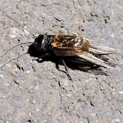 Western Trilling Cricket photo 3