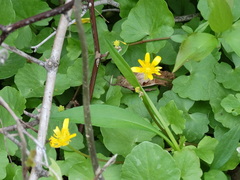 Ficaria verna
