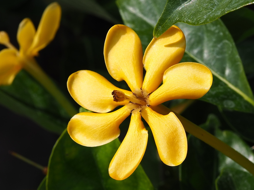 Gardenia mutabilis