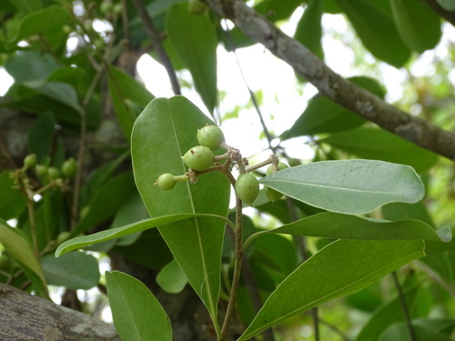 Image of Daphnopsis americana by (c) Alexis López Hernández, some rights reserved (CC BY)