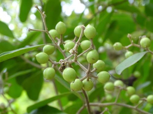 Image of Daphnopsis americana by (c) Alexis López Hernández, some rights reserved (CC BY)