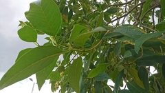 Viburnaceae