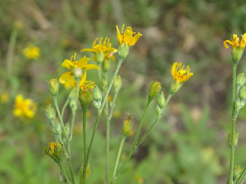 Image of Baltimora recta by (c) Alexis López Hernández, some rights reserved (CC BY)