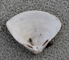 Crassula aequilatera