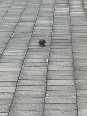 Passer domesticus