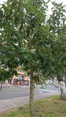 Viburnaceae