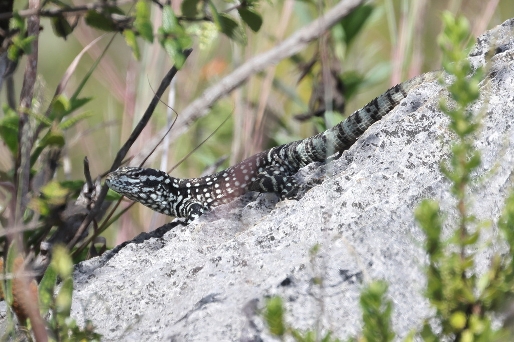 Rock Whorltail Iguana