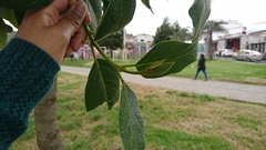 Viburnaceae