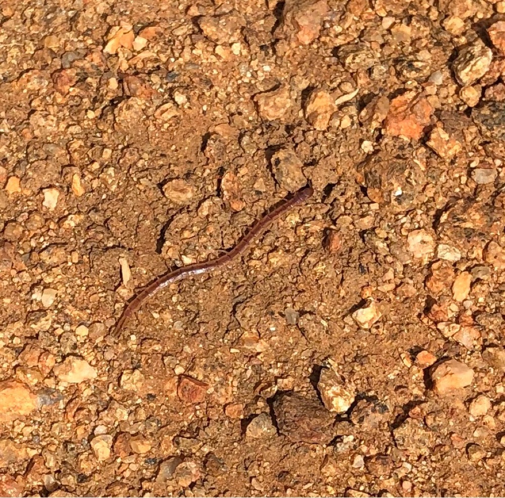 Arthrorhabdus mjobergi Kraepelin, 1916