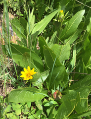 Wyethia amplexicaulis