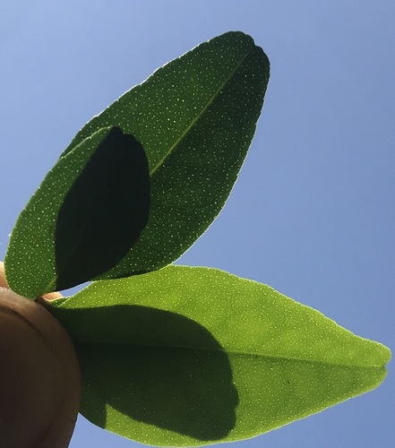 Triphasia trifolia image
