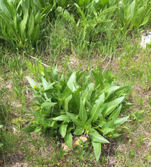 Wyethia amplexicaulis