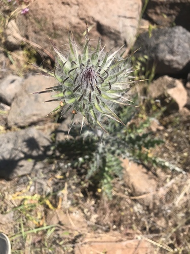 iNaturalist observation photo of Plume Thistles