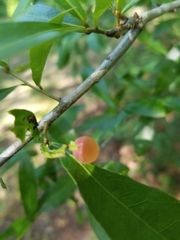 Amphibolips quercusracemaria