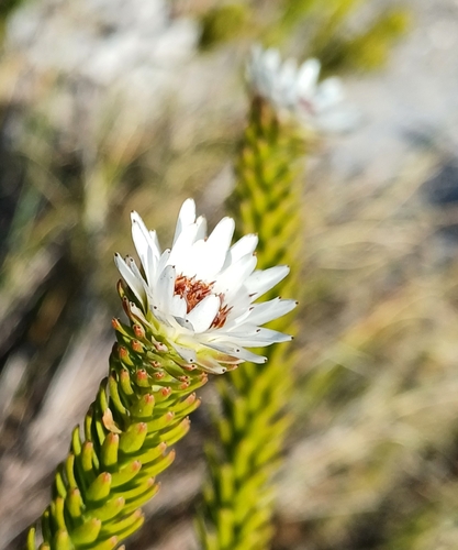 Image of Staavia dodii by no rights reserved