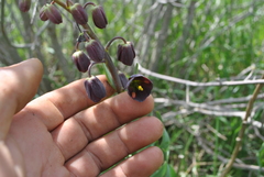 Fritillaria persica