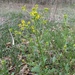 Barbarea vulgaris vulgaris - Photo (c) Senna Bryce Robeson, algunos derechos reservados (CC BY-NC), subido por Senna Bryce Robeson