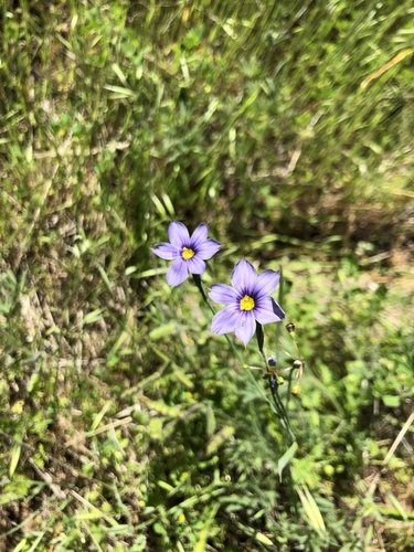 iNaturalist observation photo of western blue-eyed grass