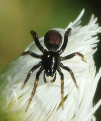 Allocosa funerea