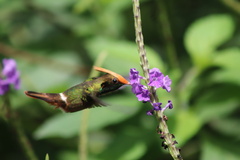 Lophornis delattrei image