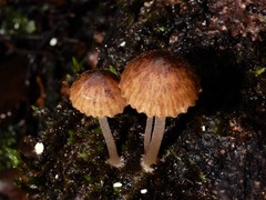 Pseudohydropus parafunebris