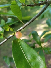 Amphibolips quercusracemaria