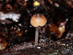 Pseudohydropus parafunebris