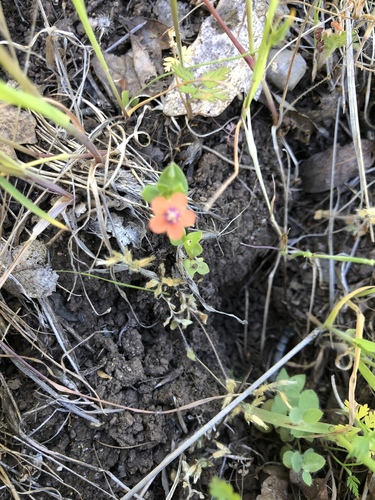 iNaturalist observation photo of scarlet pimpernel