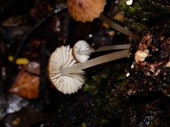 Pseudohydropus parafunebris