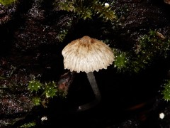 Pseudohydropus parafunebris