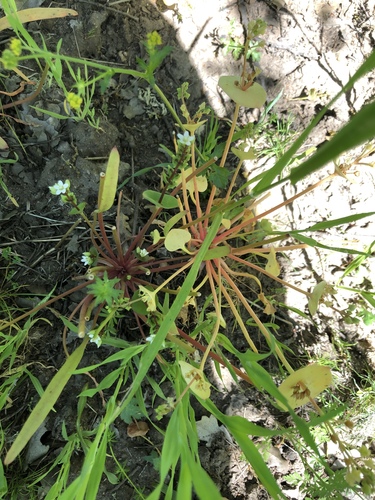 iNaturalist observation photo of spring beauties