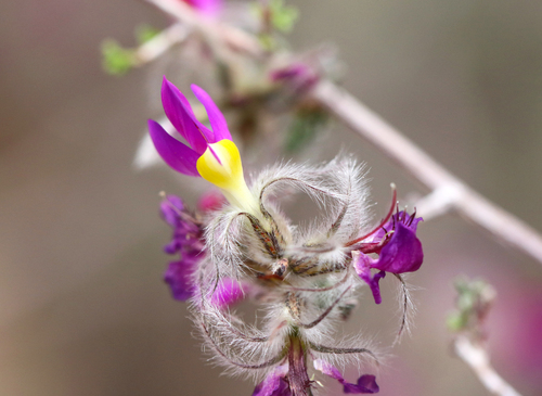 feather dalea