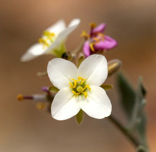 Bicolor Fanmustard