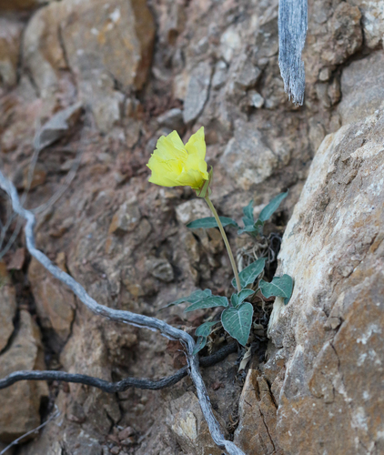 shortfruit evening primrose