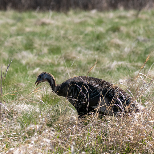 Wild Turkey photographed in Montana