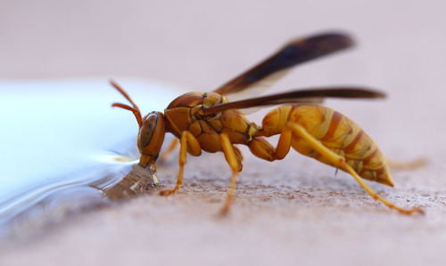 Yellow Paper Wasp