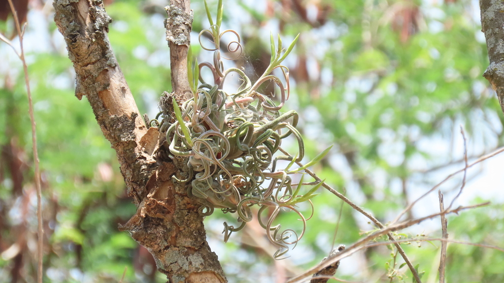 Tillandsia Caput-Medusae