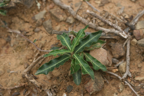 Flanagan's raphio (Raphionacme flanaganii)
