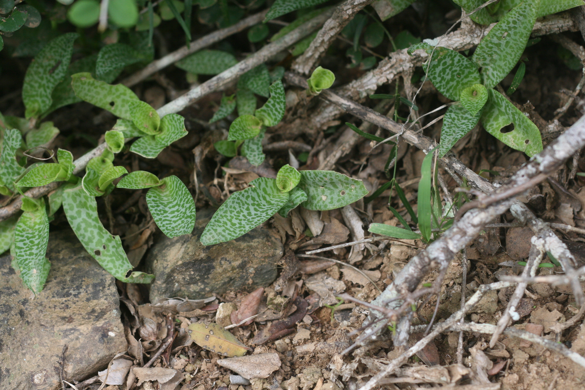 Imagem de Planta-pérola