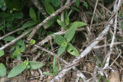 Foto de Planta-pérola