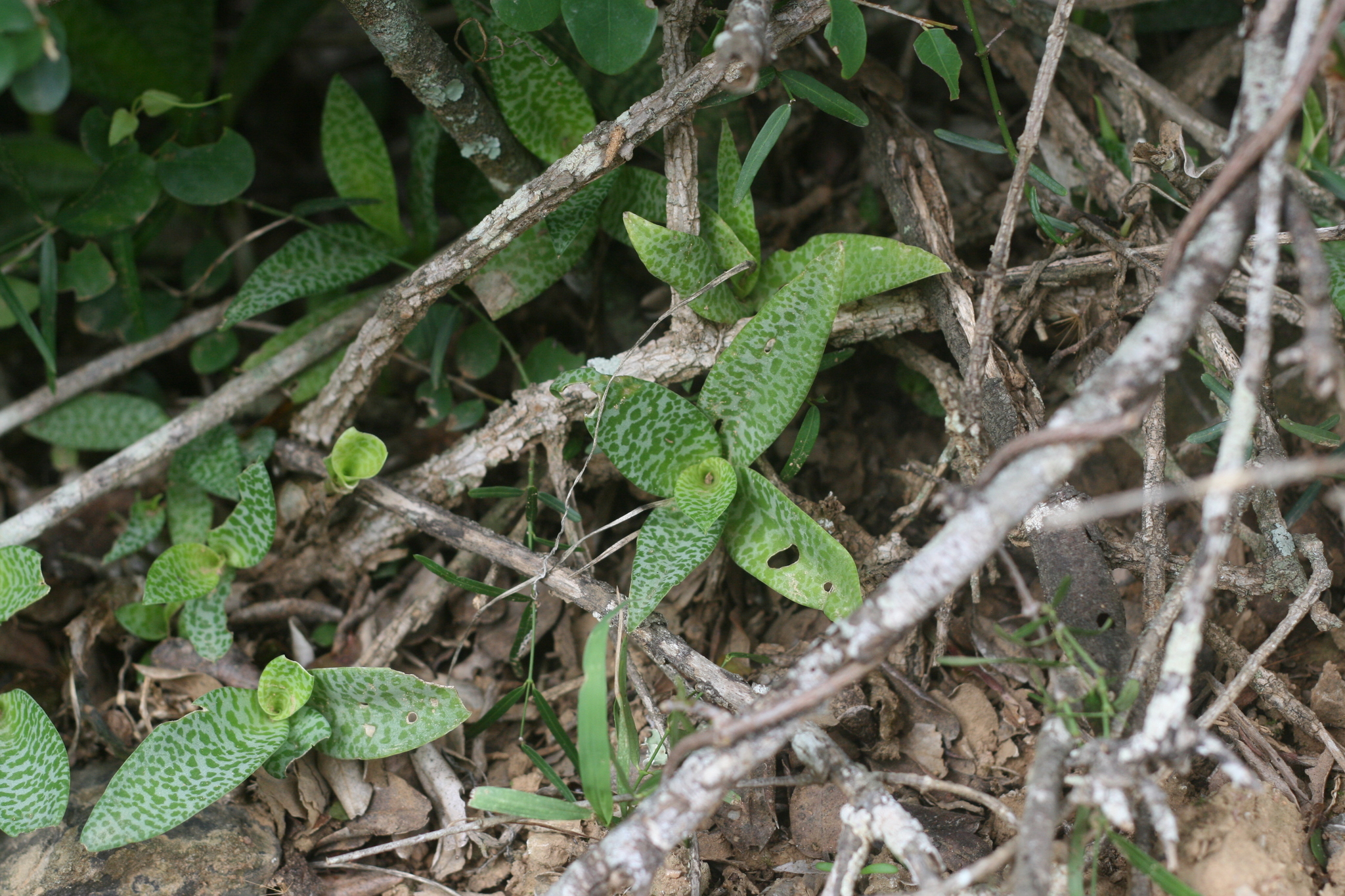 Imagem de Planta-pérola