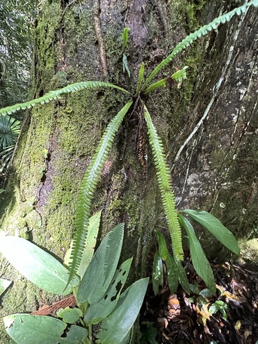 Prosaptia alata observed 2024-04-03