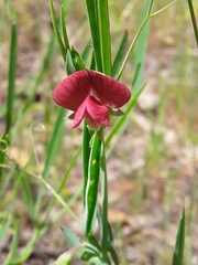 Lathyrus